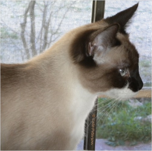 Dreaming At The Window